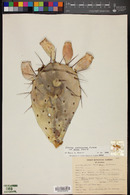 Opuntia phaeacantha image