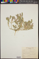 Lepidium lasiocarpum var. lasiocarpum image