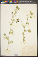 Medicago sativa image