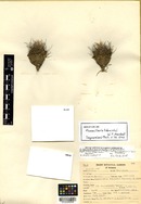 Sclerocactus brevihamatus image