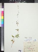 Ipomoea cristulata image