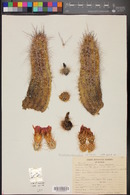 Echinocereus ferreirianus image