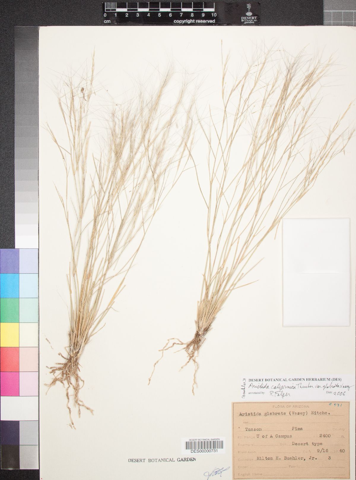 Aristida californica image