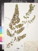 Adiantum capillus-veneris image