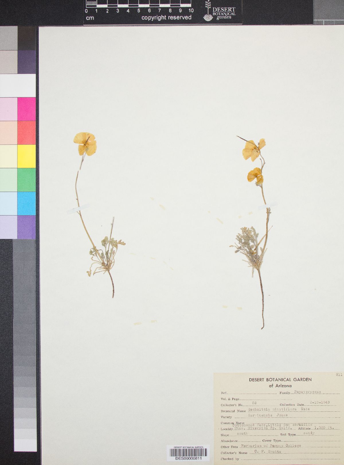 Eschscholzia minutiflora var. darwinensis image