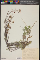 Physaria purpurea image