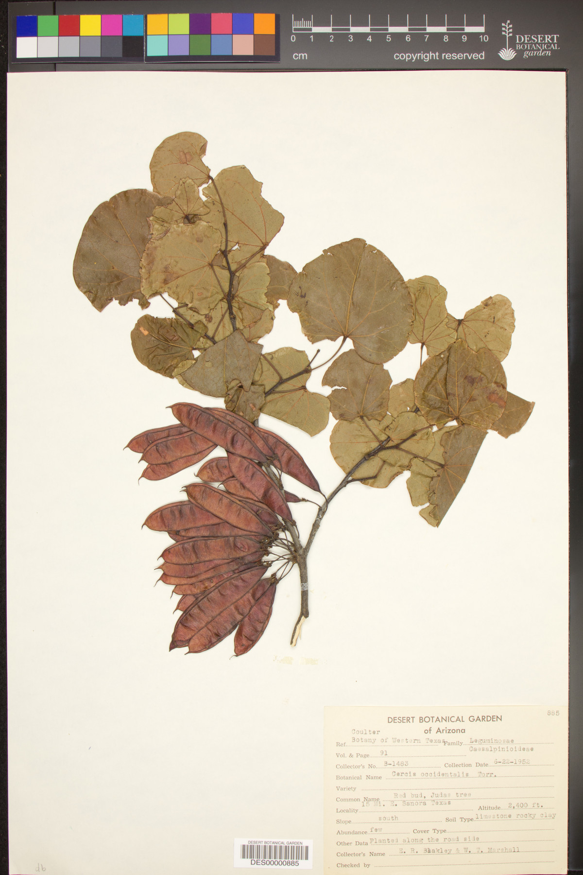 Cercis occidentalis var. texensis image