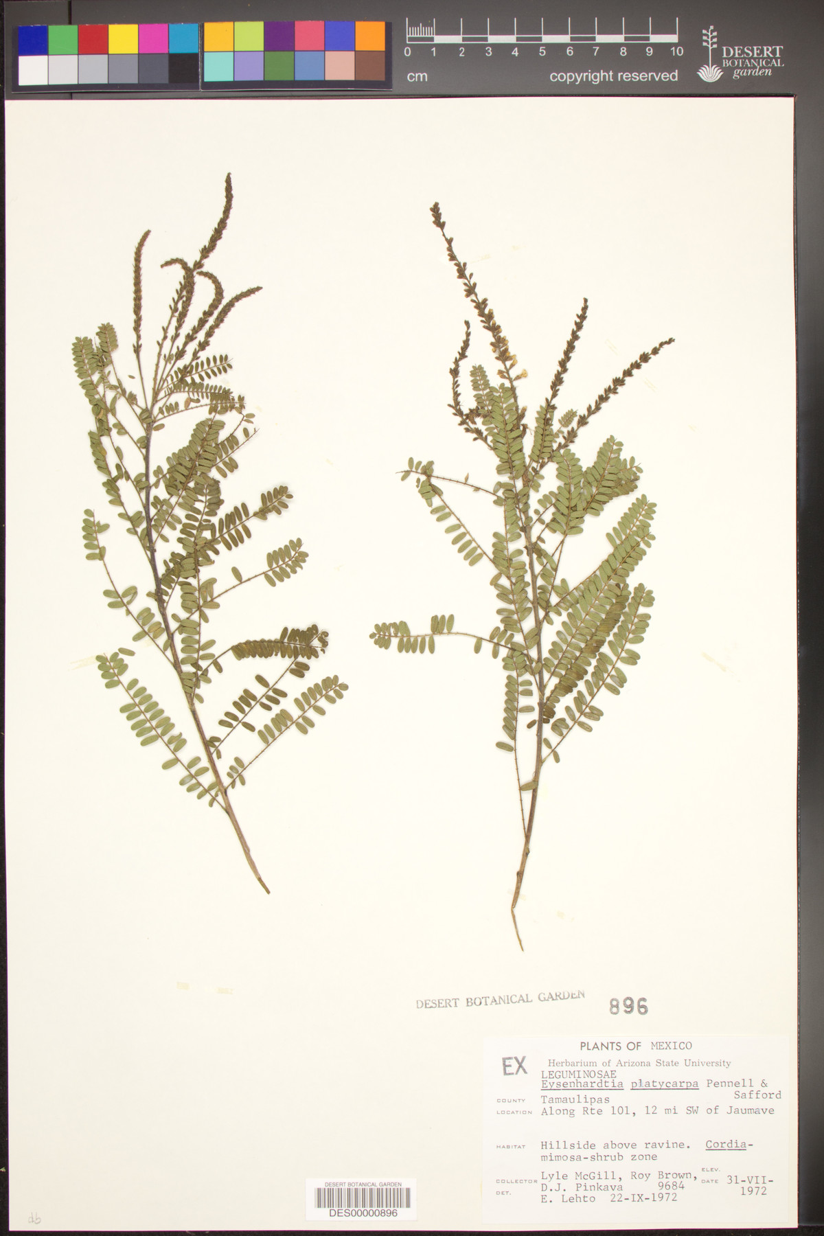 Eysenhardtia platycarpa image