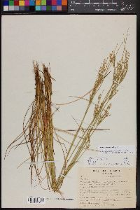 Juncus interior image