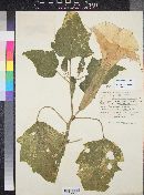 Datura wrightii image