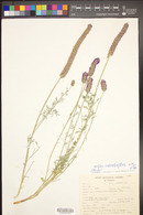 Dalea searlsiae image