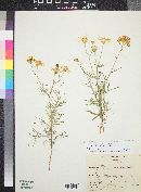 Senecio flaccidus var. monoensis image