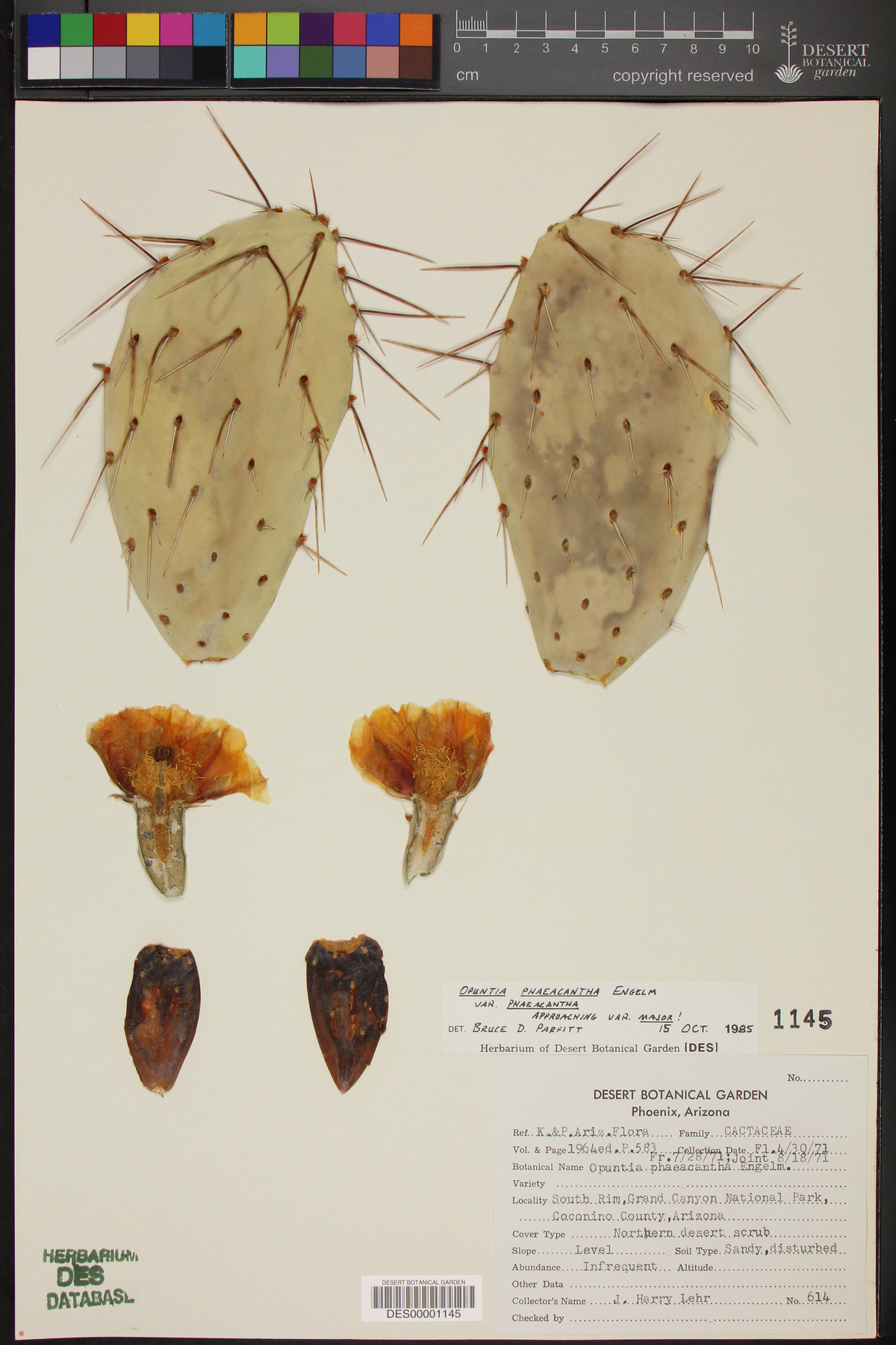 Opuntia phaeacantha var. major image