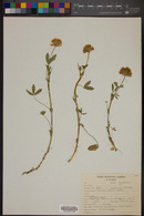 Trifolium wormskioldii image