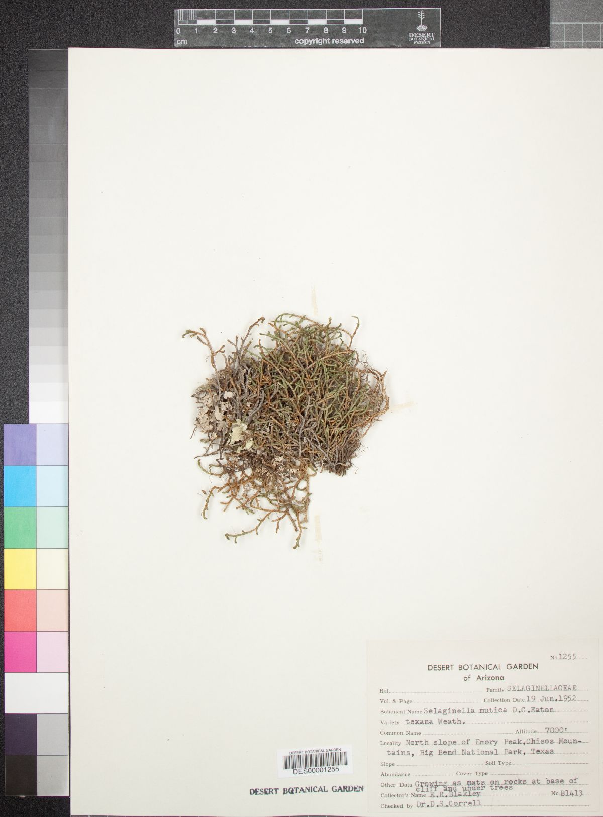 Selaginella mutica var. limitanea image