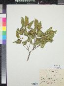 Celtis reticulata image