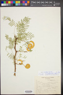 Prosopis glandulosa image