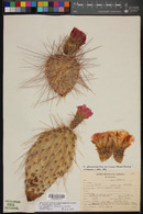 Opuntia polyacantha image