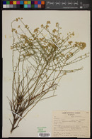 Baccharis brachyphylla image