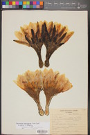 Image of Echinopsis macrogona