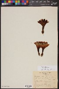 Image of Stenocereus pruinosus
