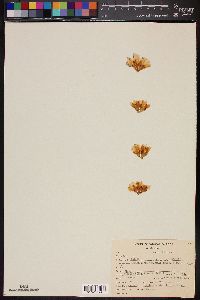 Mammillaria sheldonii image