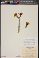 Cylindropuntia tesajo image