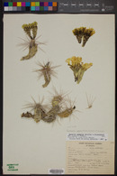 Grusonia aggeria image