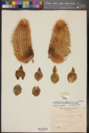 Echinocereus websterianus image