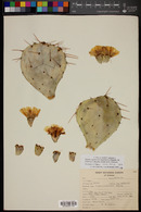 Opuntia chisosensis image