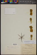 Ferocactus gracilis subsp. coloratus image