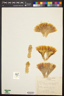Astrophytum ornatum image