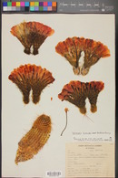 Echinopsis huascha image