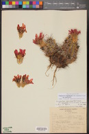 Echinocereus engelmannii var. variegatus image
