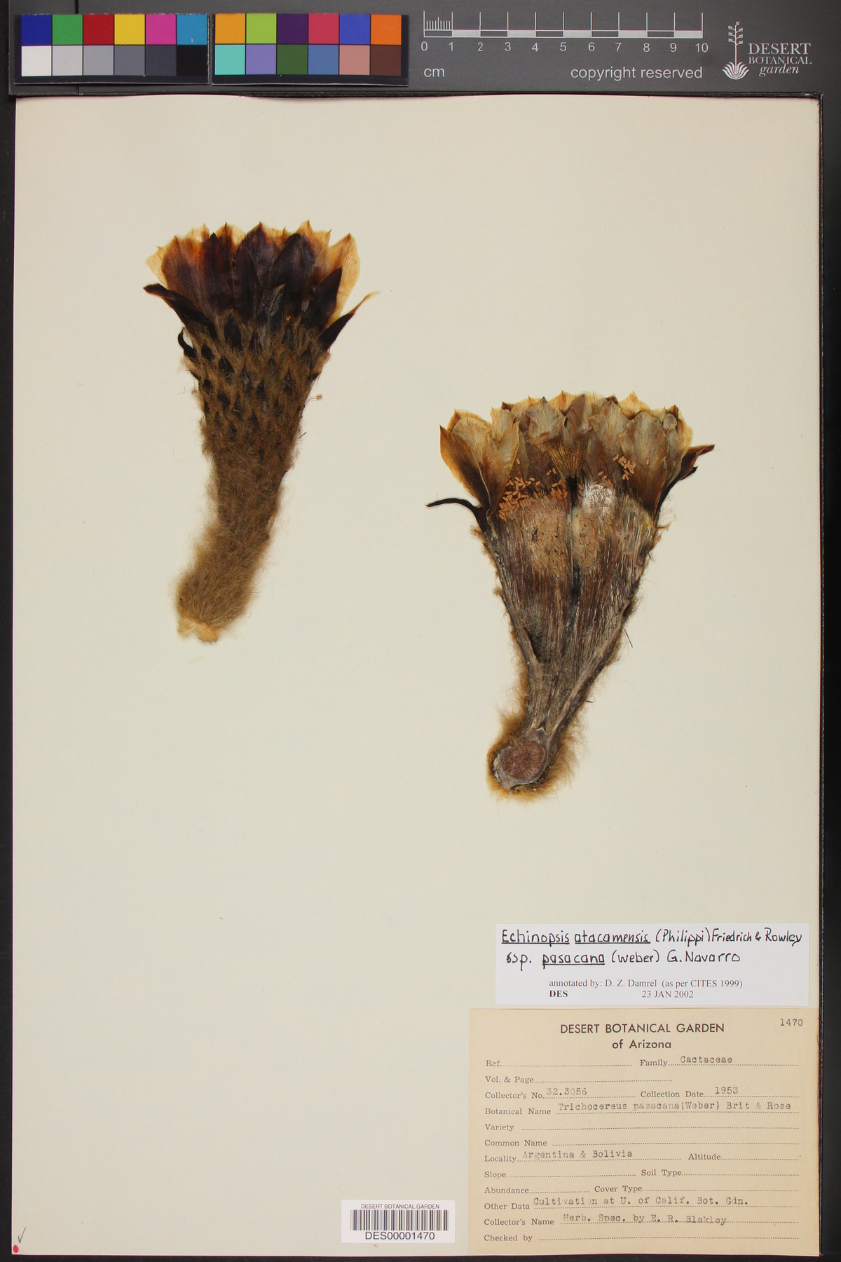 Echinopsis atacamensis subsp. pasacana image