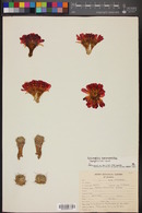 Echinopsis haematantha image