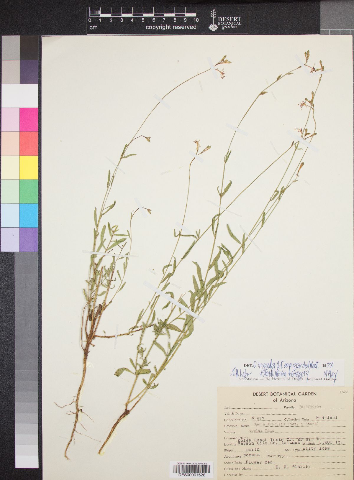 Gaura hexandra subsp. gracilis image