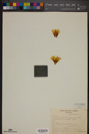 Mammillaria boolii image