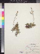 Petrophytum caespitosum var. elatius image