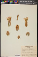 Echinocereus grandis image