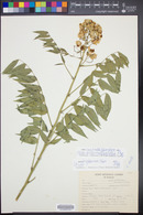 Senna hirsuta var. glaberrima image