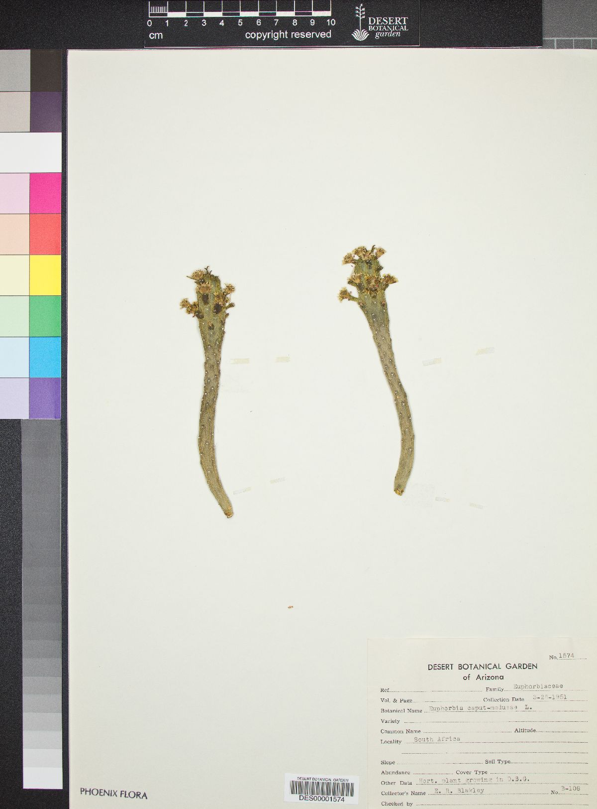 Euphorbia caput-medusae image