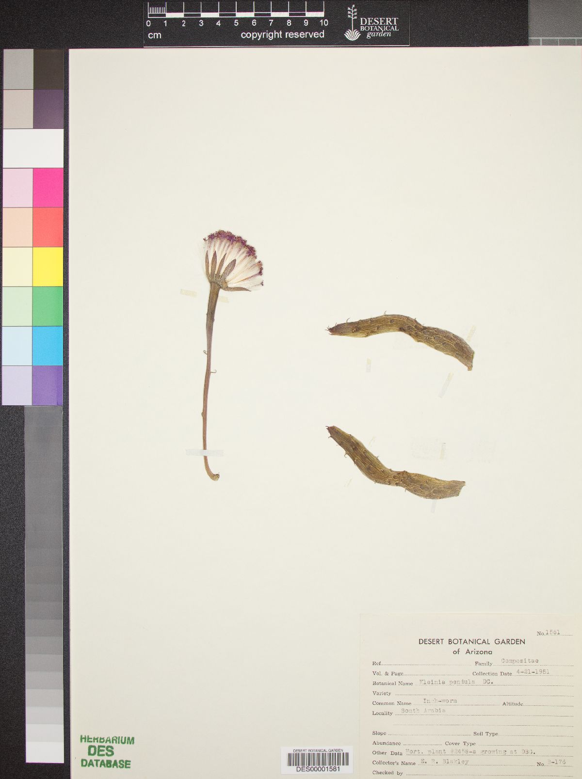 Kleinia pendula image