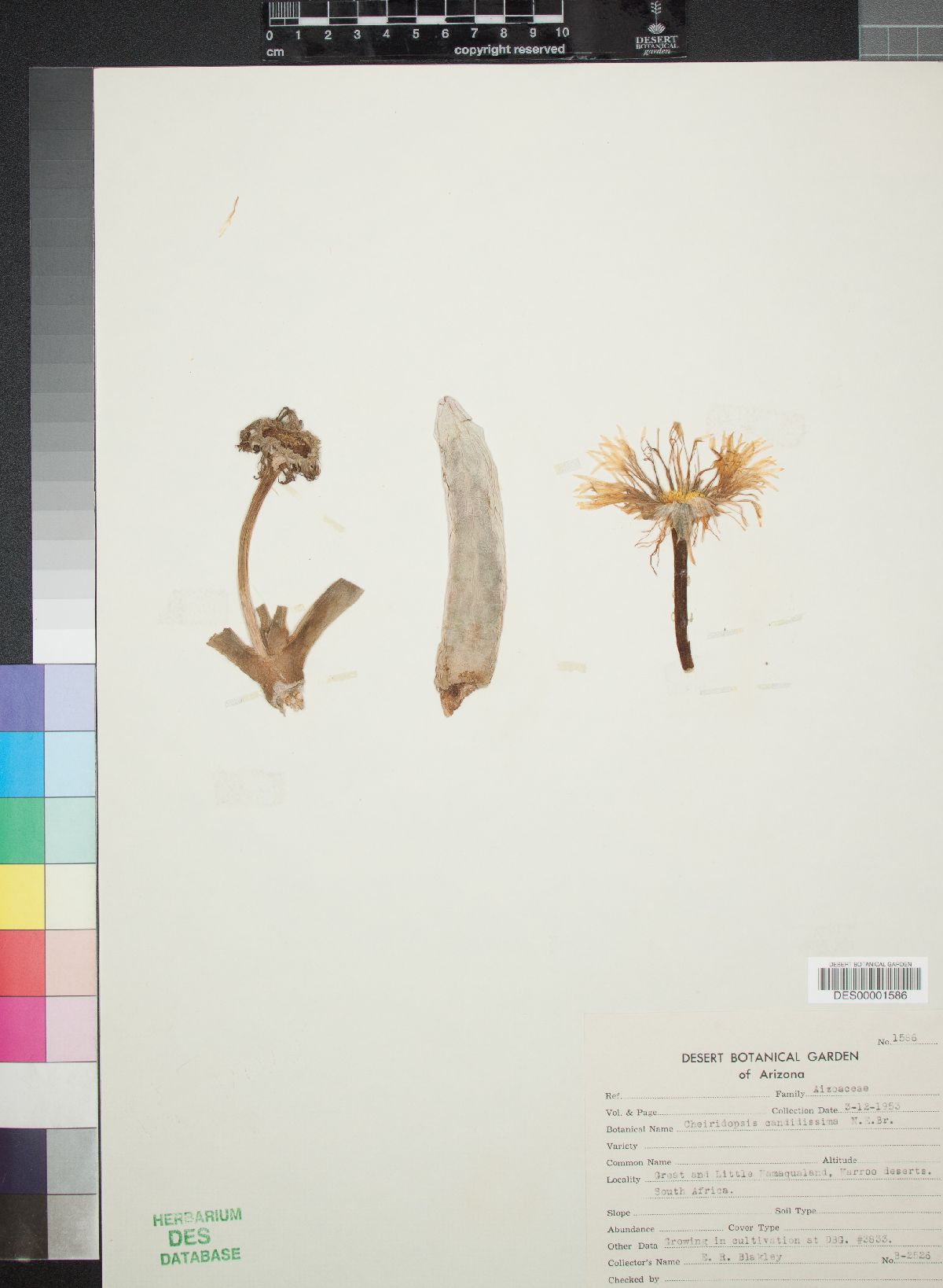 Cheiridopsis candidissima image