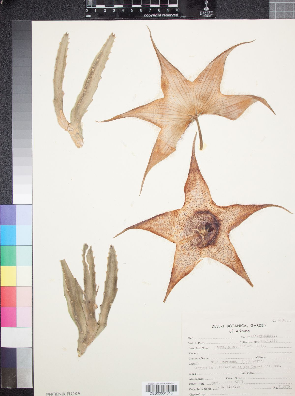 Stapelia grandiflora image
