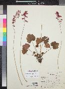 Heuchera sanguinea image