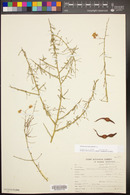 Parkinsonia microphylla image