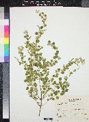 Aloysia wrightii image