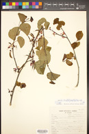 Cercis orbiculata image