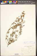 Desmanthus cooleyi image